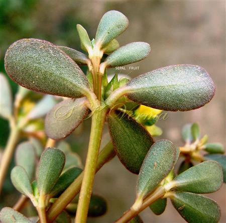 Flowering branch with fruit